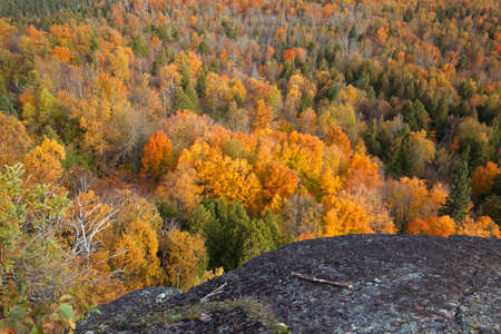 High angle view of trees in fall color at Oberg Mountain ion Minnesota's north shoreの写真素材
