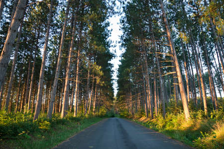 Tall pines and a road in early morning light in northern Minnesotaの写真素材