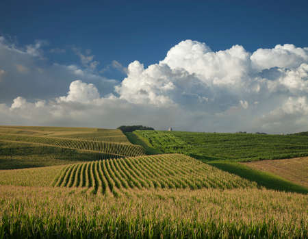 Corn and soybean fields in Minnesota below dramatic clouds in late afternoon sunlightの写真素材