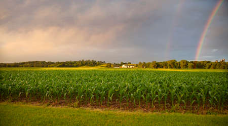 Selective focus early morning view of young corn and a farm with a double rainbow on a rainy dayの写真素材