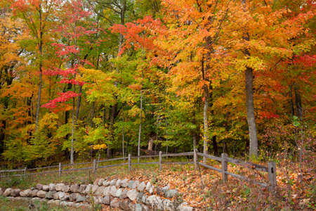 Maple trees in brilliant fall color near a fence and stone wall in northern Minnesotaの写真素材