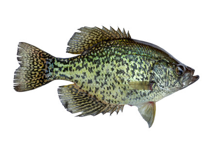 Black crappie fresh caught in a northern Minnesota lake isolated on a white backgroundの写真素材