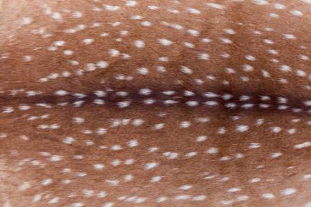 Spotted fur background,of an adult axis deer from Texasの写真素材
