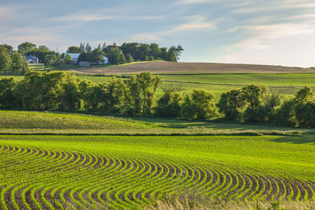 Fields of young corn near a farm on rolling hills in Iowa on a sunny spring evening in Juneの写真素材