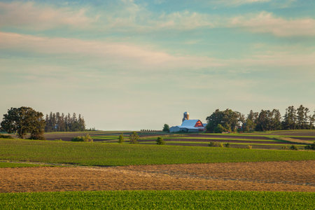 Farm and fields of young corn in northeast Iowa at sunset during springの写真素材