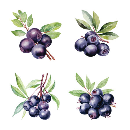 Set of watercolor blueberries with green leaves on white background.のイラスト素材