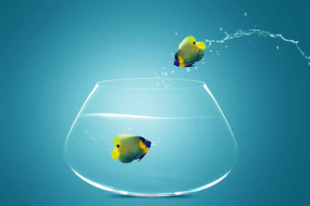 Angelfish jumbing to other bowl, Good Concept for new love, new Opprtunity and challenge concept.の写真素材