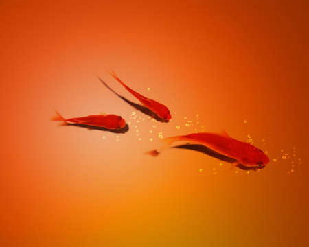 three golden fish in water together, Good Concept for teamwork, team spirit.の写真素材