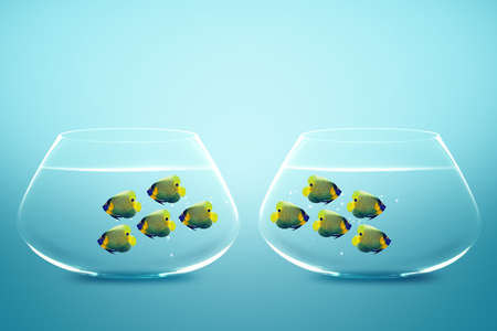 Two group of Enemies angelfish in two fishbowls.の写真素材