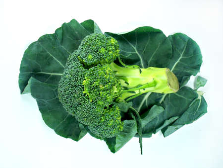 Leaf of  a broccoli on a white background の写真素材