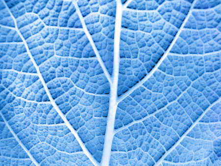 Macro photo of leaf of a plant, green and freshの写真素材