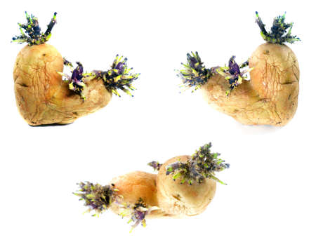potato sprouts on white background の写真素材