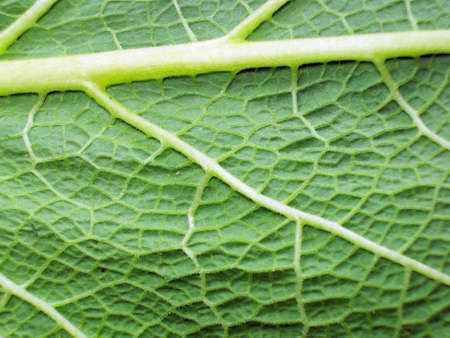 Macro photo of leaf of a plant, green and fresh 