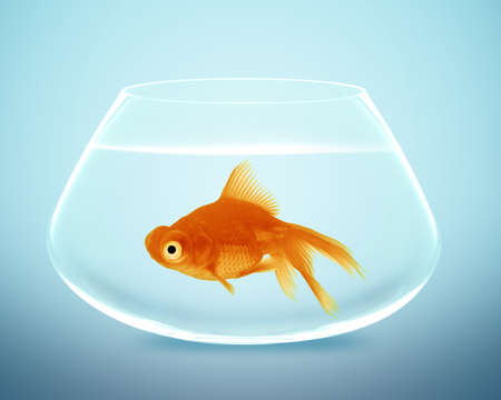 goldfish in small bowl and looking for something better.の写真素材