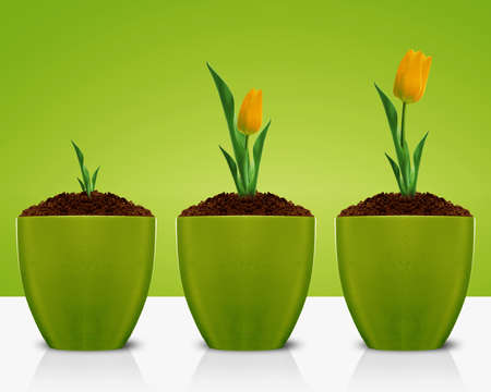 Yellow Tulips growing in three levels in clay garden pot. の写真素材
