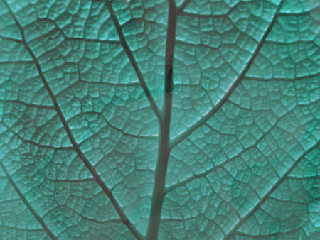 Macro photo of leaf of a plant, green and fresh