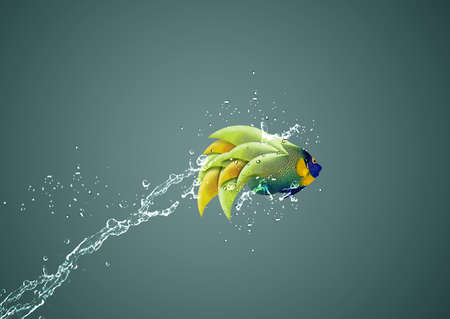 Angelfish jumping, good concept for Recklessness and challenge concept. の写真素材