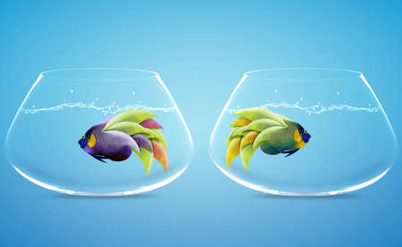two angelfish in two bowls in difference wayの写真素材