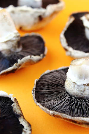 button mushrooms, champignons on orange background.の写真素材