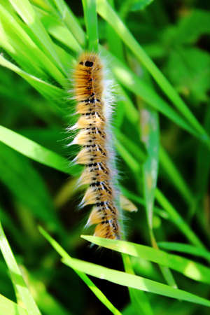  caterpillar, swallowtail, spring worm on green leaf . の写真素材