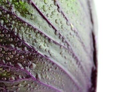 fresh red cabbage on a white background の写真素材