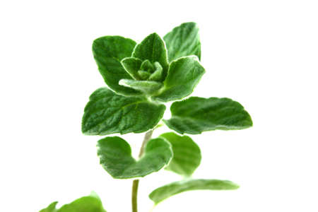 thyme herb isolated on white background .