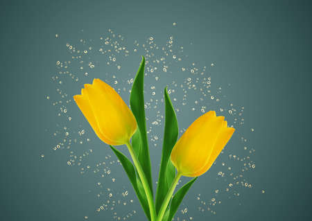  yellow spring tulips with water drops aroundの写真素材