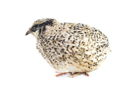 quail isolated on white backgroundの写真素材
