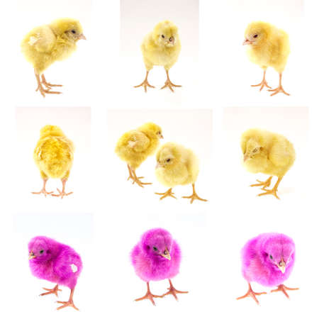 live little chicken animal isolated on white backgroundの写真素材