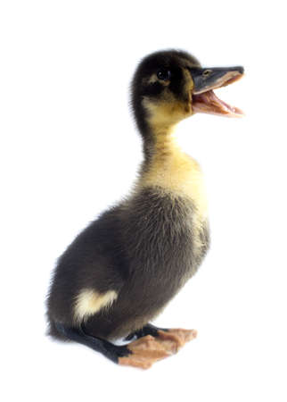 Funny yellow and black Duckling age days. Isolated on white.の写真素材