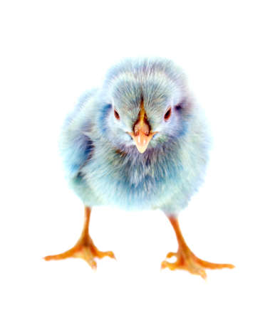 live little blue chicken animal isolated on white backgroundの写真素材