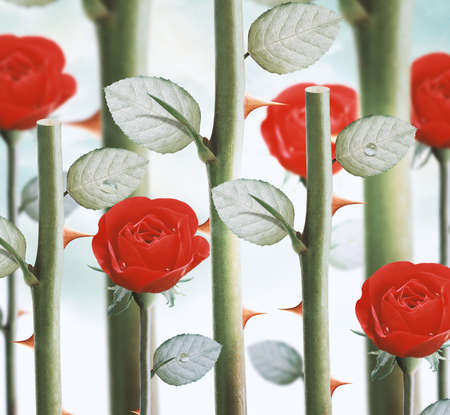 field of fresh red garden roses.の写真素材