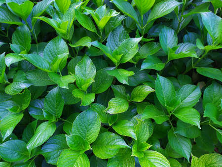 Natural background of green leaves. green leaf texture backgroundの写真素材