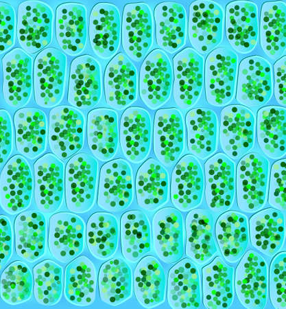 Chloroplasts are organelles found in plant cells and other eukaryotic organisms that conduct photosynthesis のイラスト素材