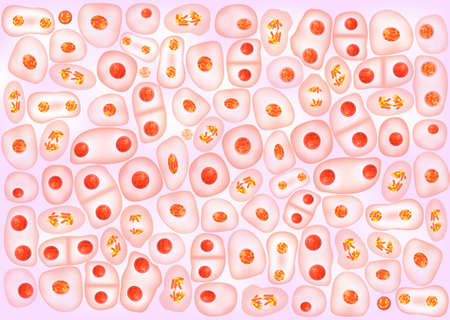Cell division background  のイラスト素材