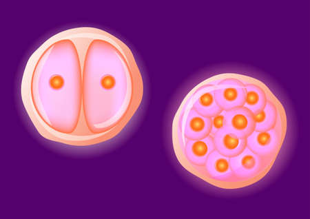 Zygote  Human egg cell  In multicellular organisms, it is the earliest developmental stage of the embryo  In single-celled organisms, the zygote divides to produce offspring, usually through meiosis のイラスト素材