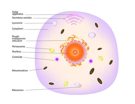 Structure of a typical animal cellのイラスト素材