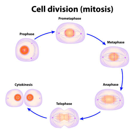 Cell division  Mitosis  schemeのイラスト素材