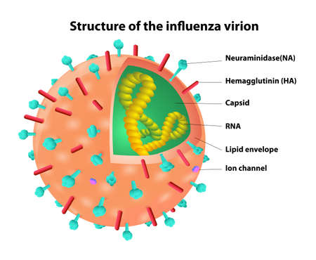 Structure of the influenza virion  Virus  のイラスト素材