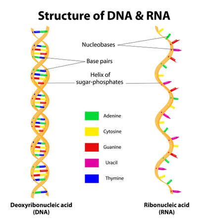 Differences between DNA and RNA  のイラスト素材