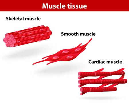 Types of muscle tissue  Skeletal muscle, smooth muscle, cardiac muscle  Vector schemeのイラスト素材