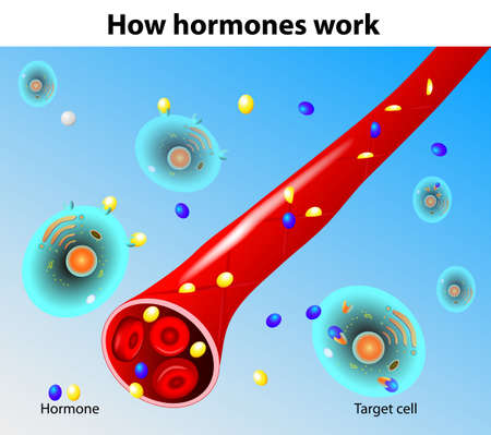 Hormones work  Vectorのイラスト素材