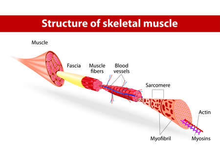illustration  Muscle Tissues  Each skeletal muscle fiber has many bundles of myofilaments  Each bundle is called a myofibril  This is what gives the muscle its striated appearance  The contractile units of the cells are called sarcomeres   のイラスト素材