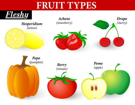 fruit types. Fleshy Fruits can be subdivided into those formed from a single flower and those formed from a group of flowers.  They can have one seed or several seeds in.のイラスト素材