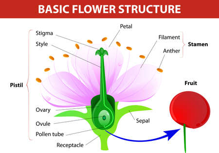  Anatomy of cherry flower  Flower and fruit  Vector diagramのイラスト素材