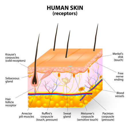 cross section human skin. のイラスト素材