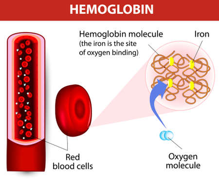 molecule haemoglobin  Each haemoglobin molecule can bind with 4 oxygen molecules  Vector diagram 