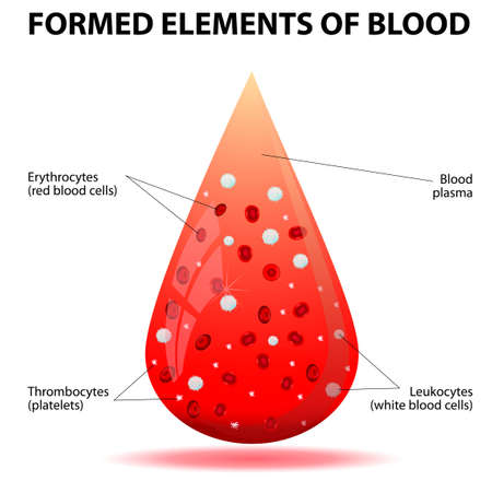  A drop of blood  Formed elements of blood  Blood cells  platelets, erythrocytes,  leukocytes, thrombocytes のイラスト素材