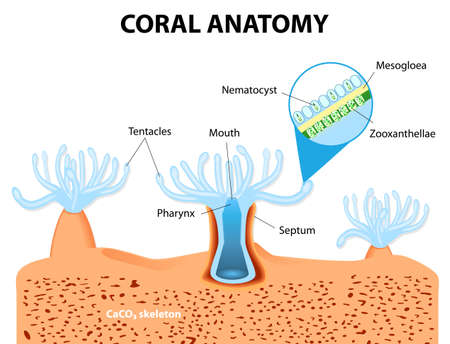 Structure coral polyp. Coral Anatomy. The coral polyps tend to live in colonies and form the building blocks of the reef.のイラスト素材