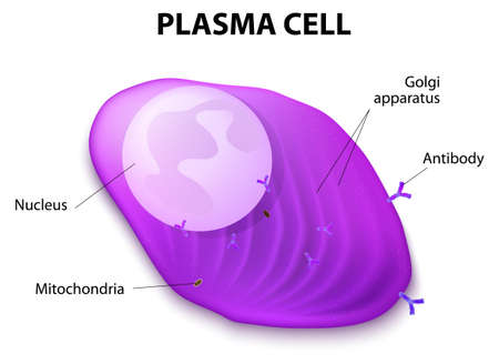 Structure of the Plasma cellのイラスト素材